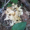 백두카센타 이미지