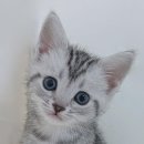 창원고양이분양 퍼스트캣 창원점 | [창원고양이분양] 초보 집사도 안심 건강과 사후관리까지 완벽한 퍼스트캣 창원점