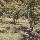 와라농장 이미지