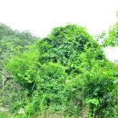 귀공자세탁소 | 들판에 탑 하나 서있네