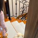 11650-17-103-8 | 대형견 부산근교 울산 애견동반펜션 메르시풀빌라펜션 재방문후기