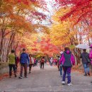 인제천리길 10구간 은비령길(대목령,큰눈이고개,필례령) 이미지