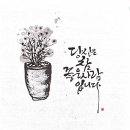 캘리그라피 Daum카페