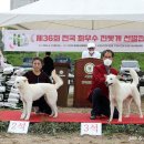 우정진도개 이미지