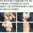 강아지랑 고양이 이미지