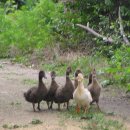 우리집 오리 이미지