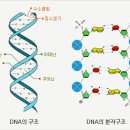DNA