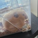 햄토피아 천안 불당점 이미지