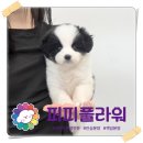 강아지분양 애견분양 퍼피플라워 중랑점 이미지