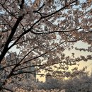 서부체육관 | [인천/계양] 인천 벚꽃 스팟 추천 &#39;계양체육관 서부간선수로&#39; / 주차장 위치 안내 🌸