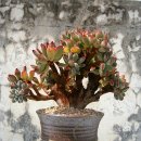 보물단지 이미지