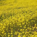 해피민박 이미지