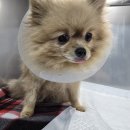 송파동물의료센터 이미지