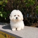 꼬숑