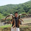 임실사슴농장 이미지