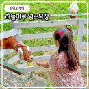 하늘마루염소목장 | 평창 목장 하늘마루염소목장 아이와 먹이주기 체험