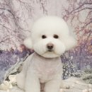 메종VIP203 이미지