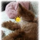 봉이네 애견미용 이미지