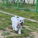 대구 ‘장동공원’ 달서구 반려견 놀이터 추천 후기