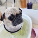 달콤한댕 이미지