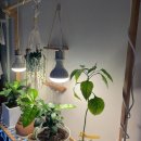 플랜테리어 홈가드닝 | 쿠팡 식물선반 구매 후기 및 추천 [베란다 홈가드닝]