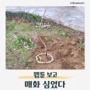 수양 | 웹툰 화산귀환 매화 보고 심은 수양황금매화 묘목 식재 후기