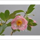 귀부인 이미지