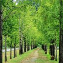 은행나무 이미지