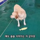 골든독 이미지