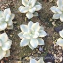 살구미농장 이미지