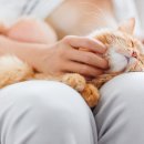 고롱고롱 이미지