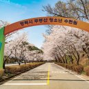 배꽃길 41 이미지