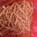 금산인삼약초시장사거리 | 금산국제인삼시장 방문 후기