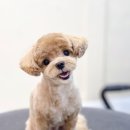 Grooming574 이미지