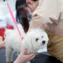 멍실멍실 이미지