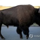 들소