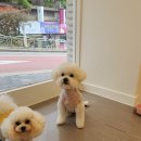 망고 애견 이미지