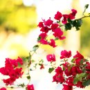 나성(LA)에 한창인 로멘틱힌 꽃 부겐빌레아(bougainvillea) 이미지