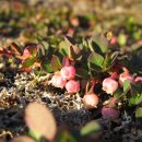 들쭉나무 (식물) [Vaccinium uliginosum]의 효능/블루베리 이미지