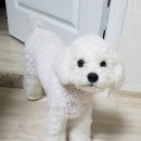 미용하개 | 토르 오늘 미용했어용♡ 안산 단원구 와동 애견미용 "미용하개" 푸들 캔디컷 후기!