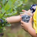 블루베리 이미지
