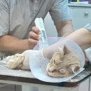 코코살롱 | [공지] 시흥고양이미용 무마취 내돈내산 [캣살롱코코]
