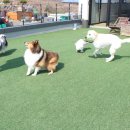 옥자펜션 이미지