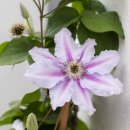 클레마티스 | 클레마티스