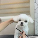 피카소 동물병원 미용 이미지