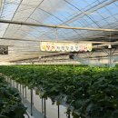 이한농장 | 일산 딸기 체험 :: 서울 근교 이한농원 딸기 농장 체험 후기 (겨울 실내 아기랑 가볼만 한 곳)