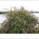 서검저수지 이미지