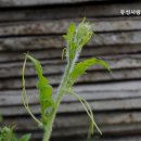 유성사랑나무