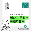 별내동물병원 | 강아지가 열나고 못 걷는다면 남양주 별내 동물병원, 다발성 관절염 IMPA 증상과 치료 케이스