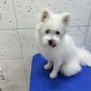 애견미용실 이미지